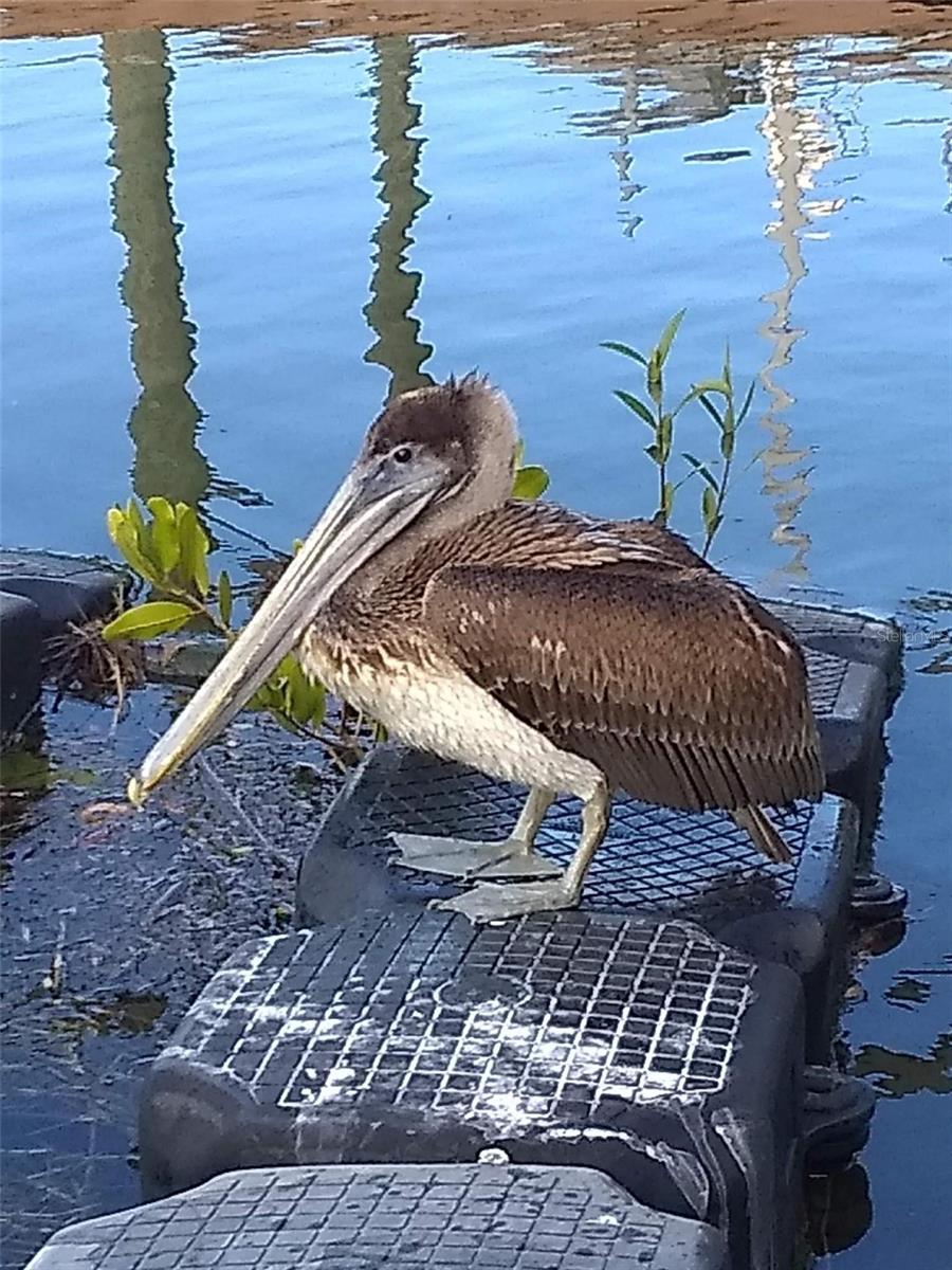 Pinellas bike trail access from the back private gate in the neighborhood