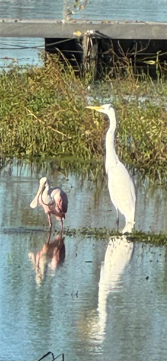 Roseate Spoonbill and Great Egret