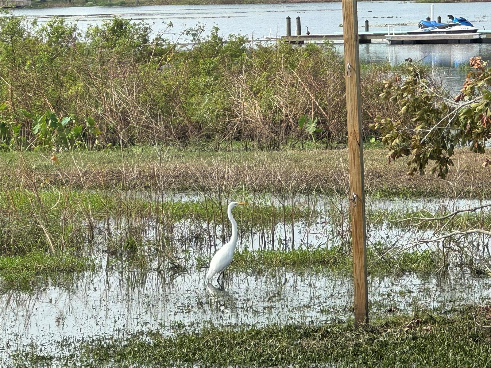Great Egret