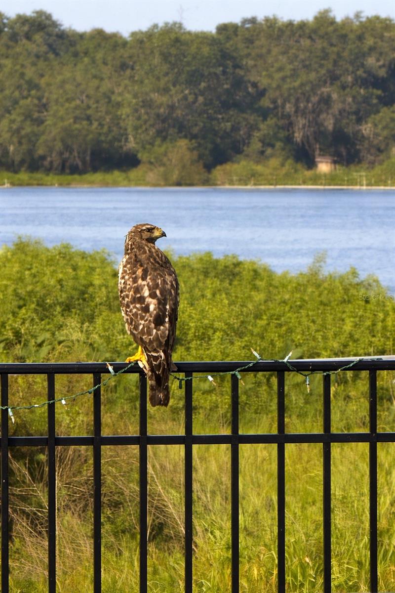 Juvenile Red-Tailed Hawk