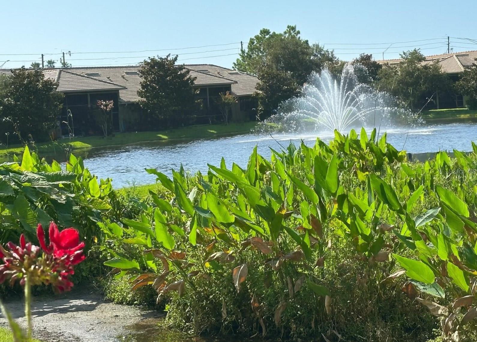 Pond View from Lanai
