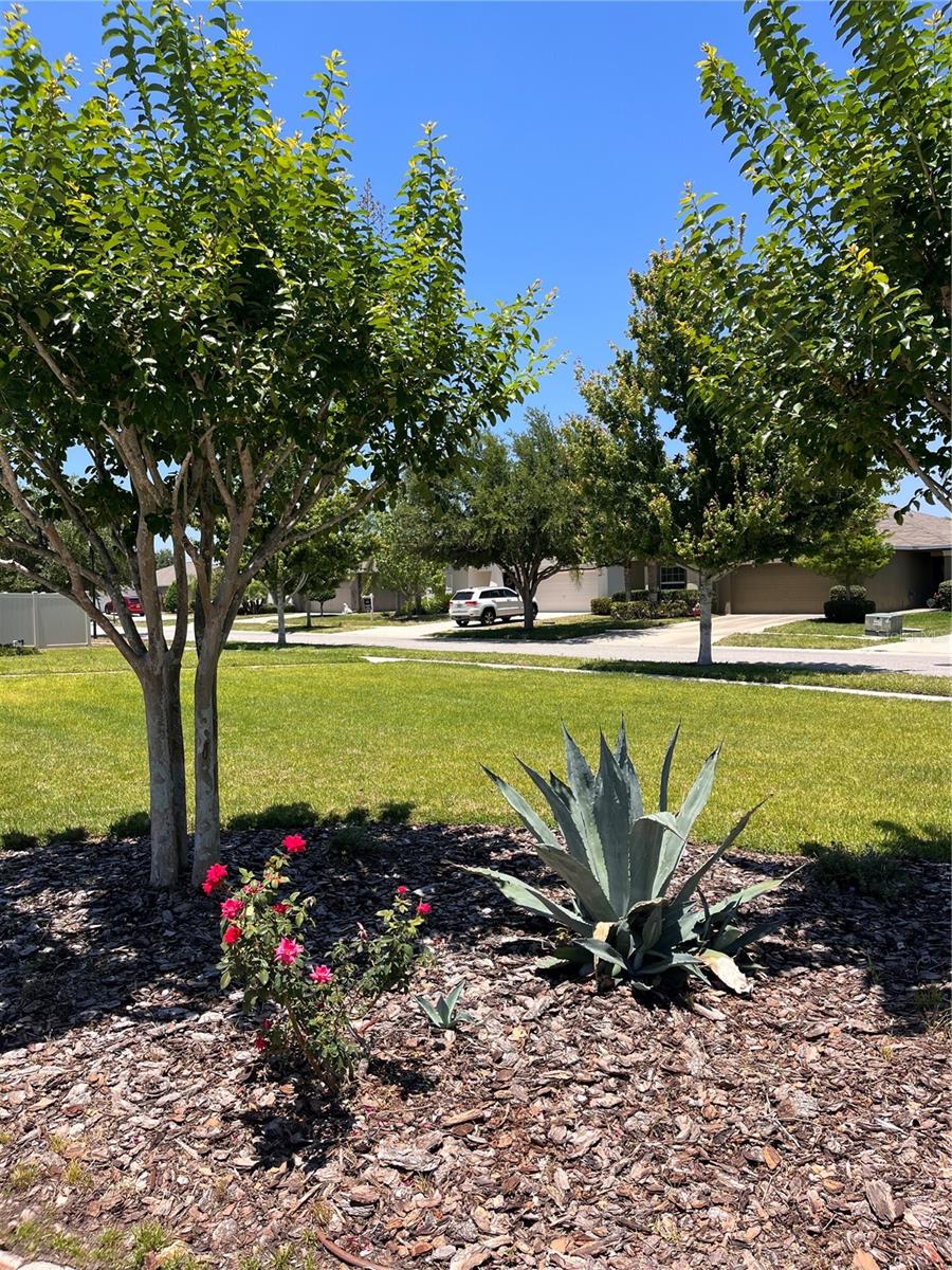 Park view