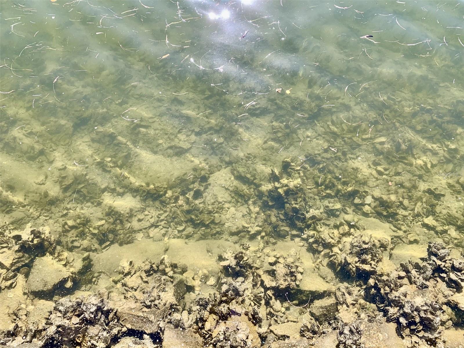 Fish in the canal or watch porpoises and manatee's. Sweet boats too.