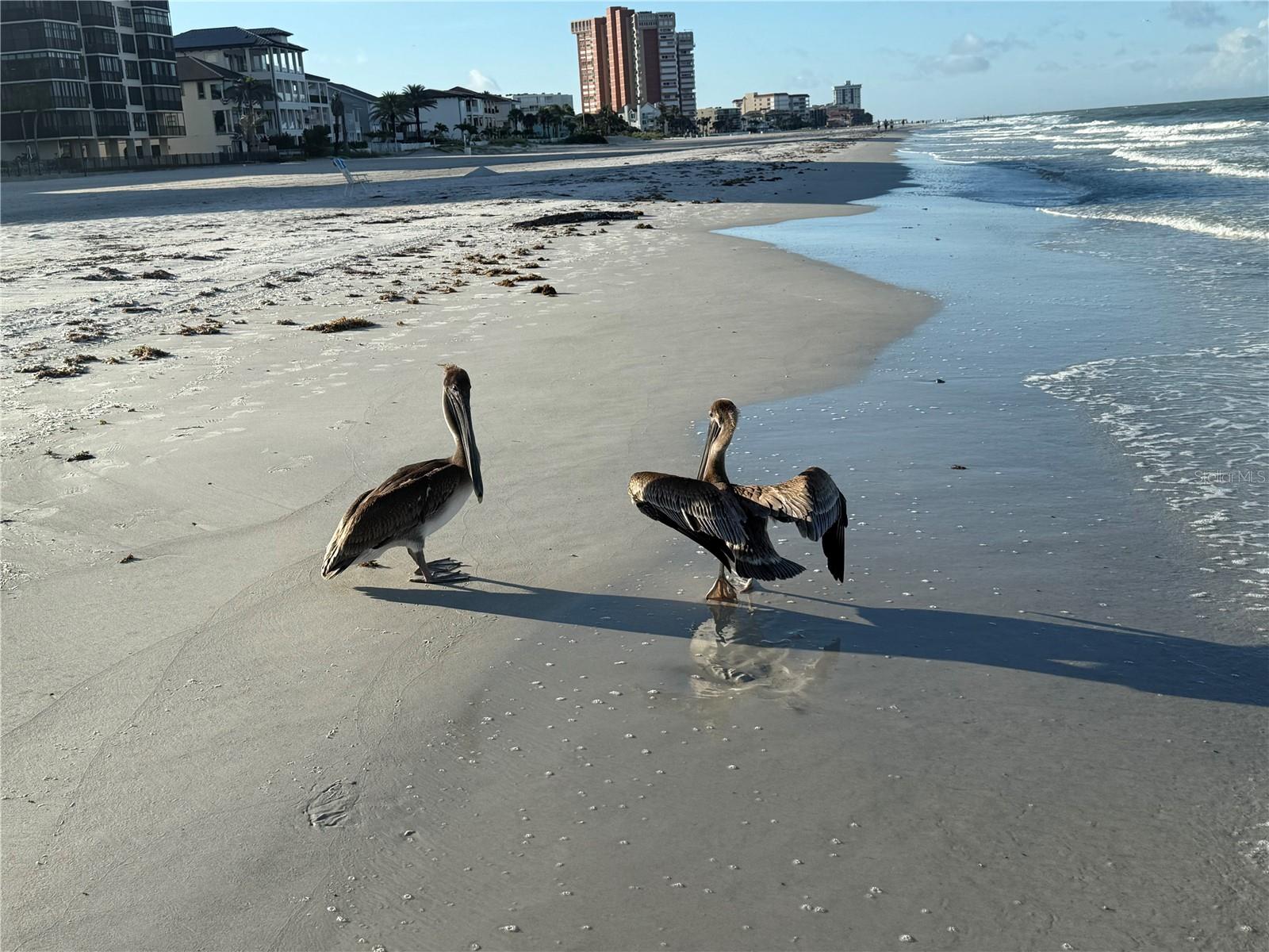 Nature in your backyard