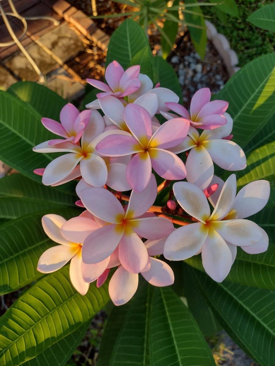variety of plumeria trees in back yard.