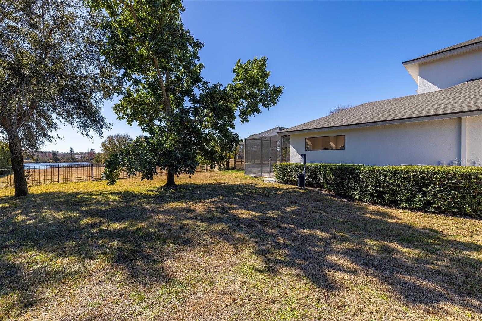 Fenced dog park/large avocado tree
