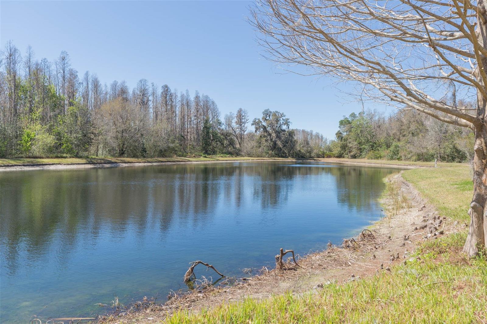Serene pond behind the home