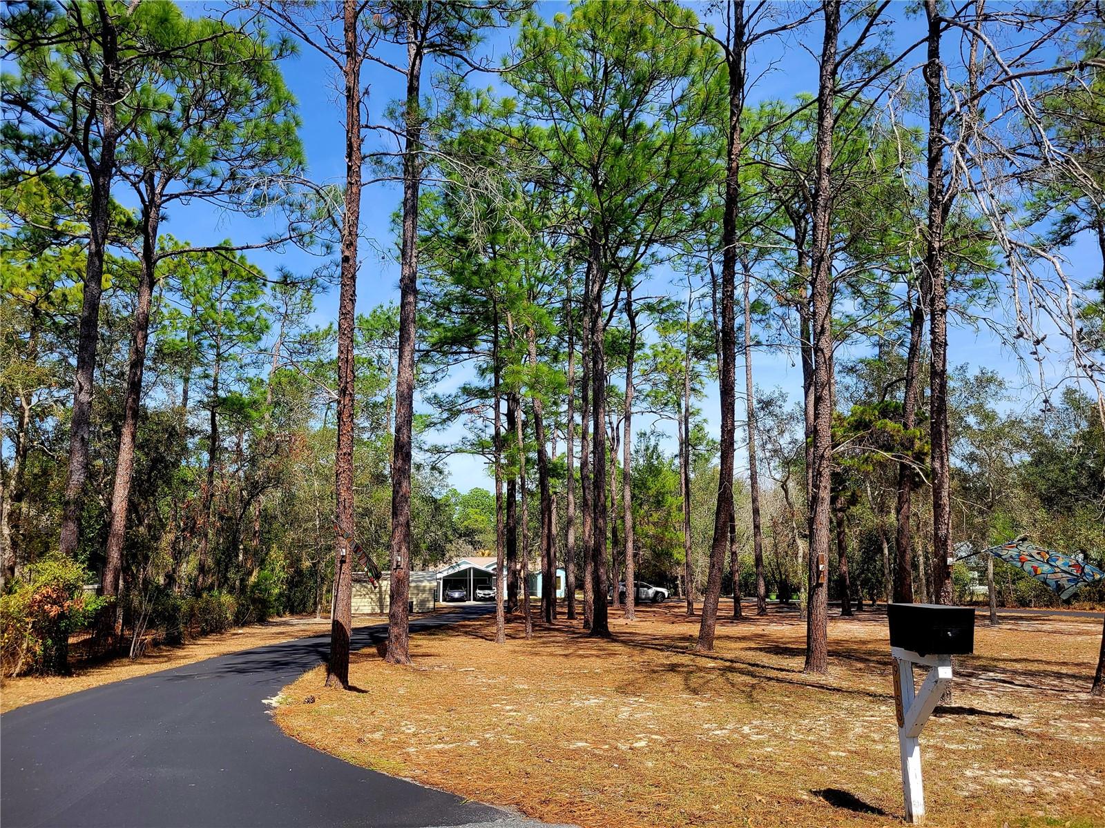 Tree lined circular driveway