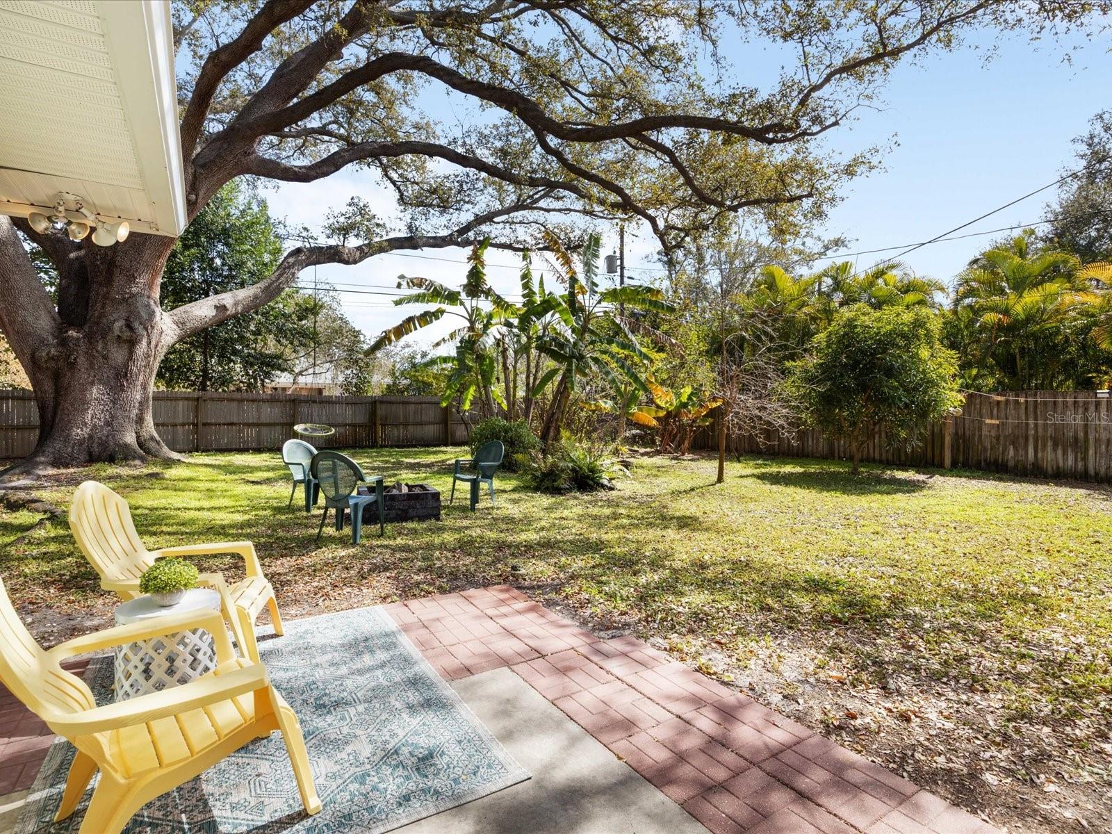 Expansive, fully fenced yard with papaya and banana trees