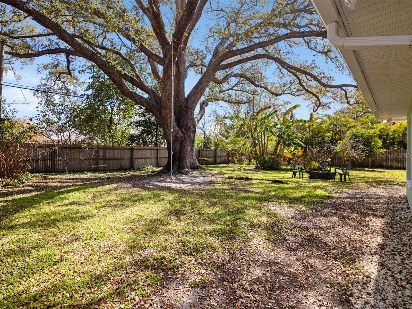 Beautiful, majestic Oak tree!