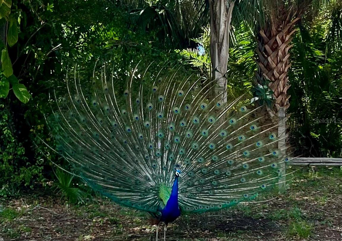 Welcome to the Jungle - Where the Peacocks Roam the neighborhood
