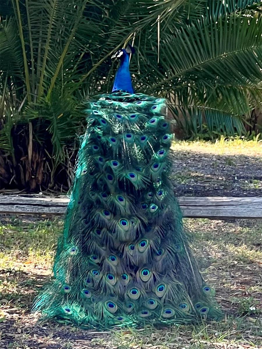 Jungle Prada is where the Peacocks roam.