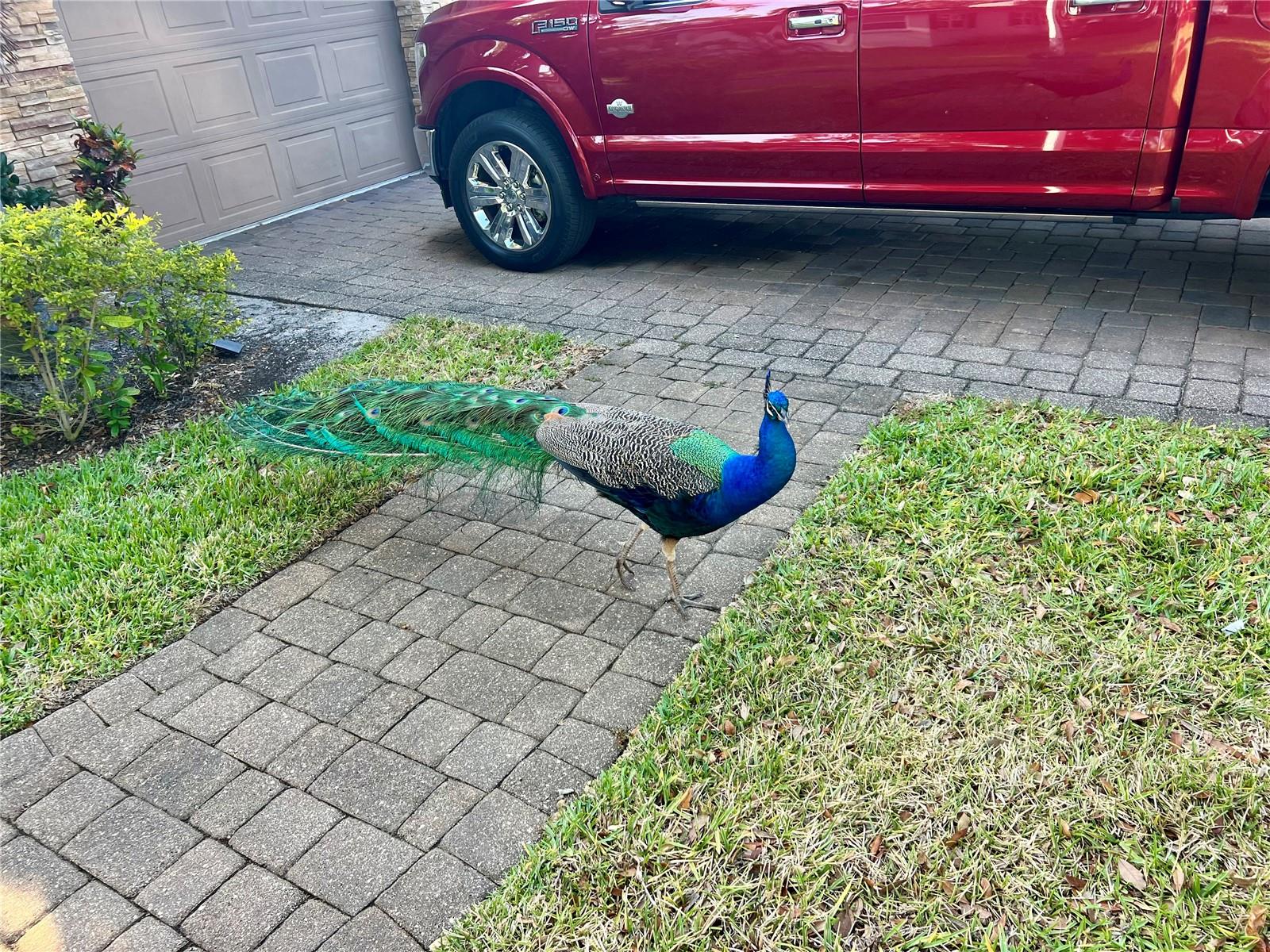 This beauty stopped by for a visit.