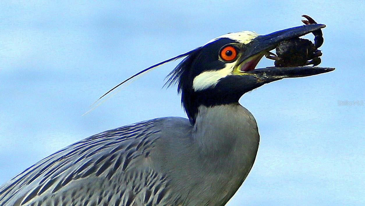 Yellow-crowned Night Heron with crab, taken from patio