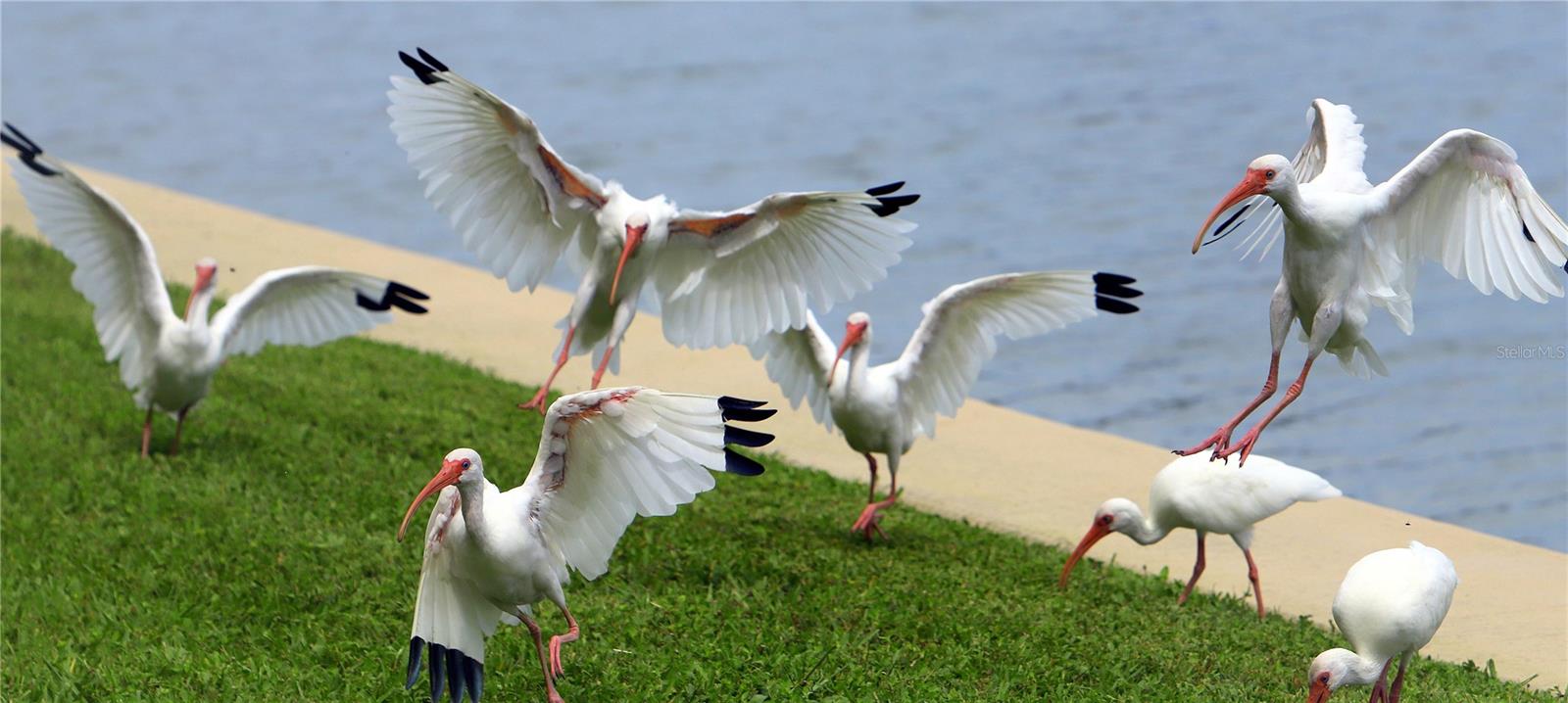 Flock of ibis taken from patio