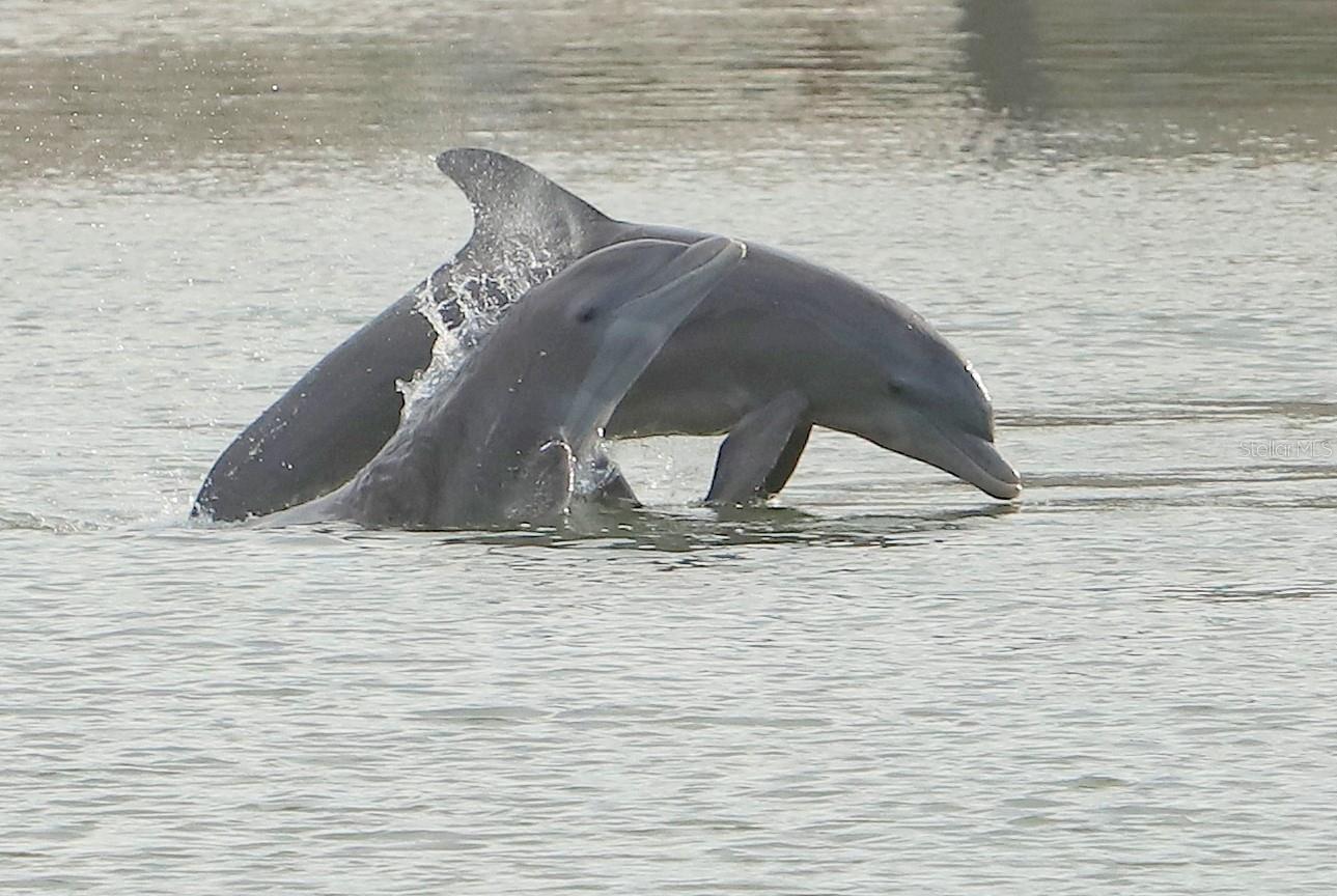 Pair of dolphins taken from patio