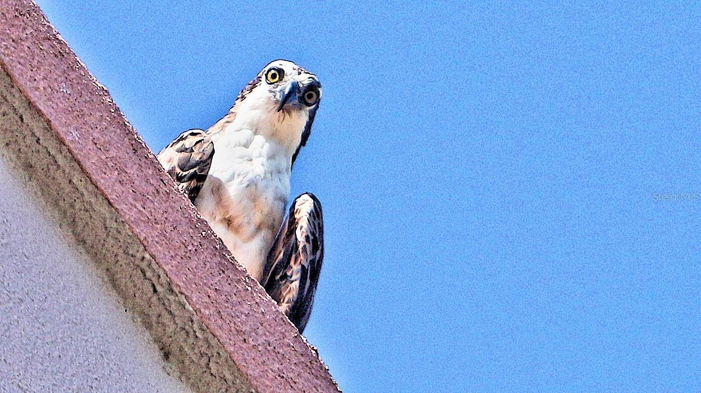 Osprey, taken from patio