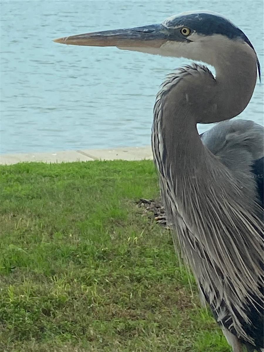 Great Blue Heron, taken from patio
