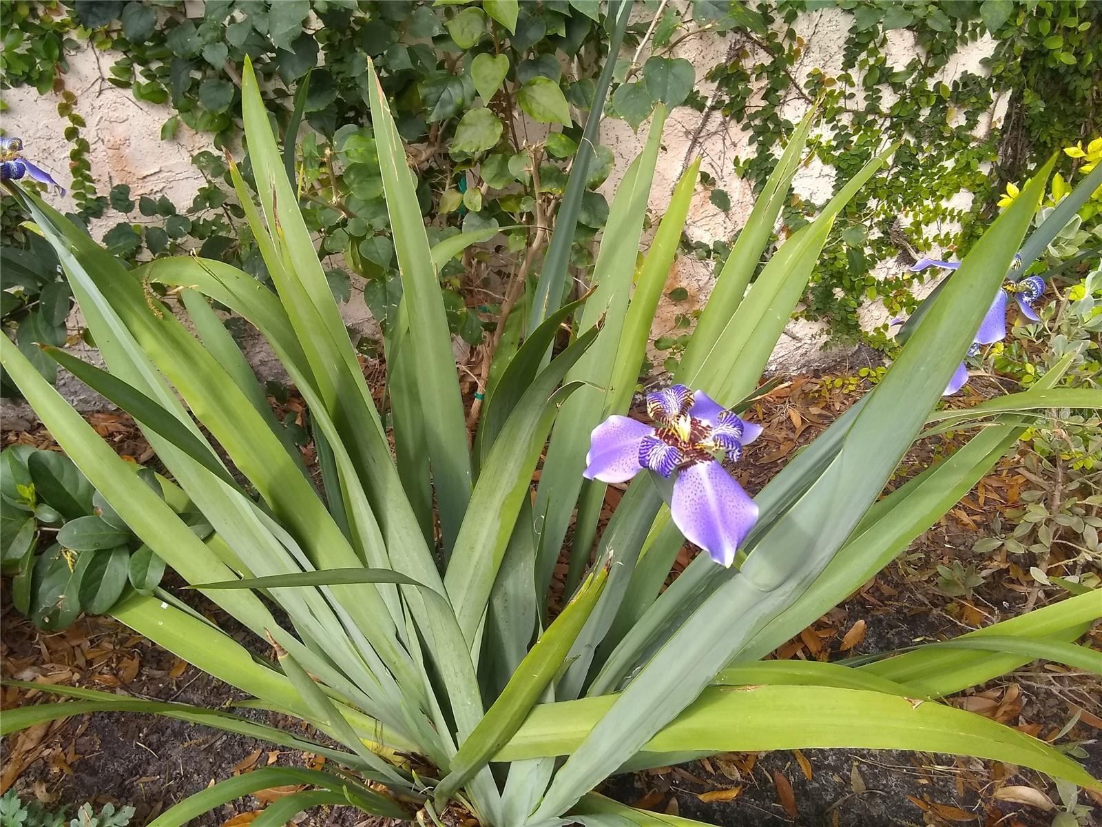 Garden in bloom last summer