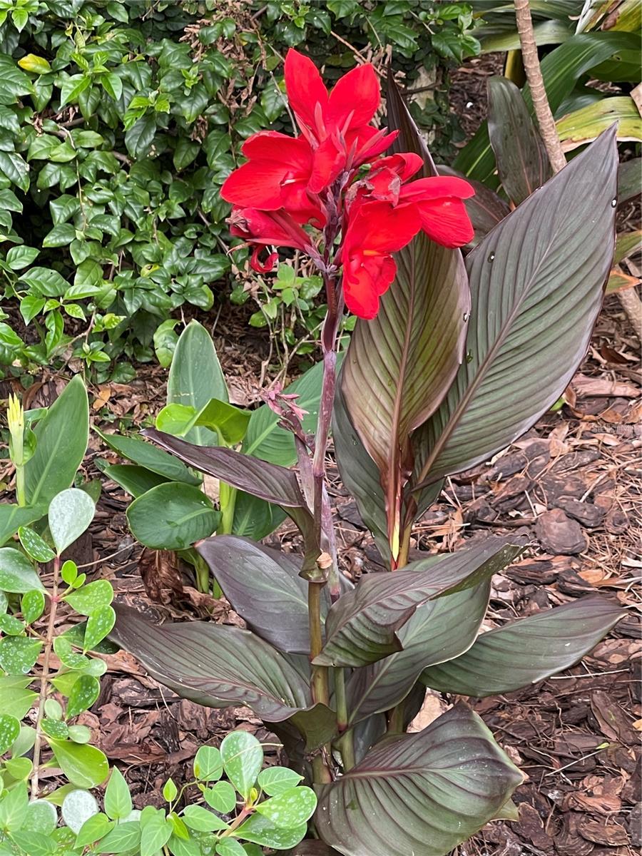 Garden in bloom last summer