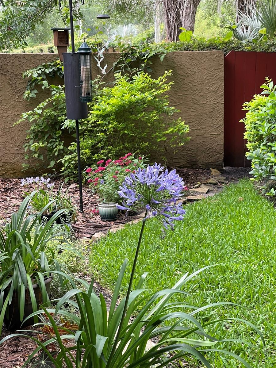 Garden in bloom last summer