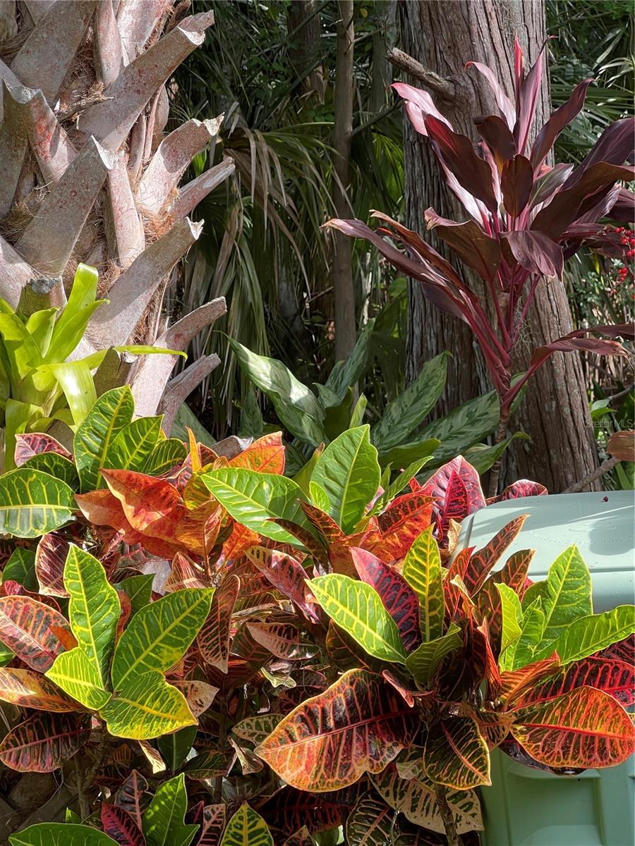 Garden in bloom last summer