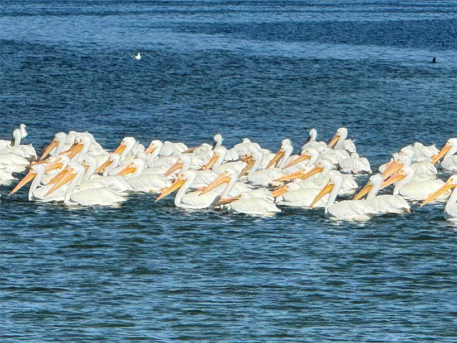 Nature Coast.. Including White Pelicans