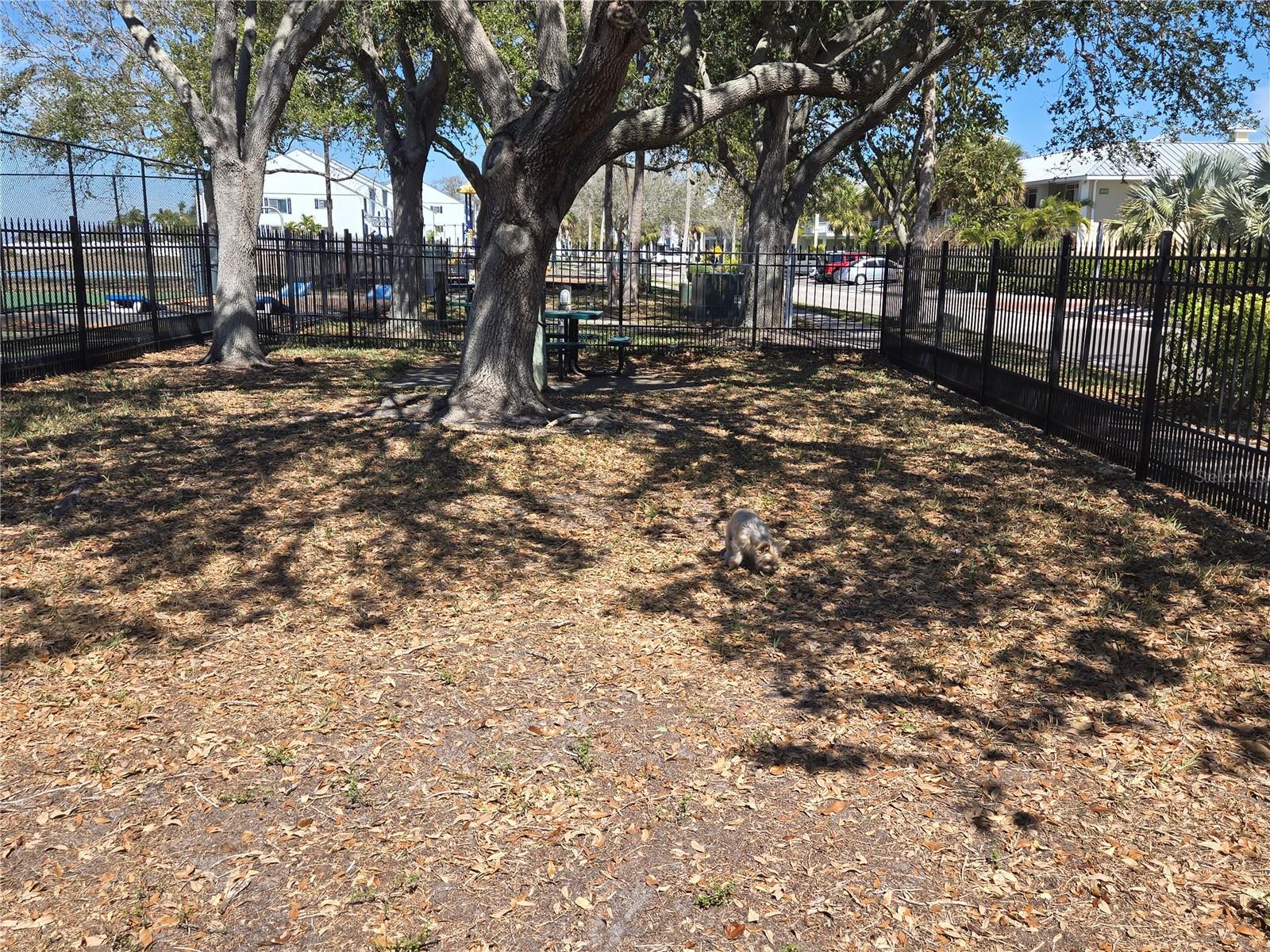 Dog park