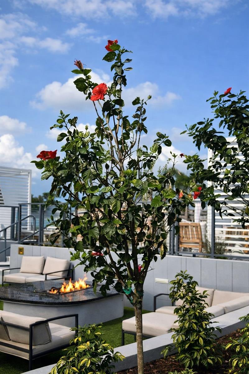 Stunning plants around the pool and lounge areas on the 7th floor