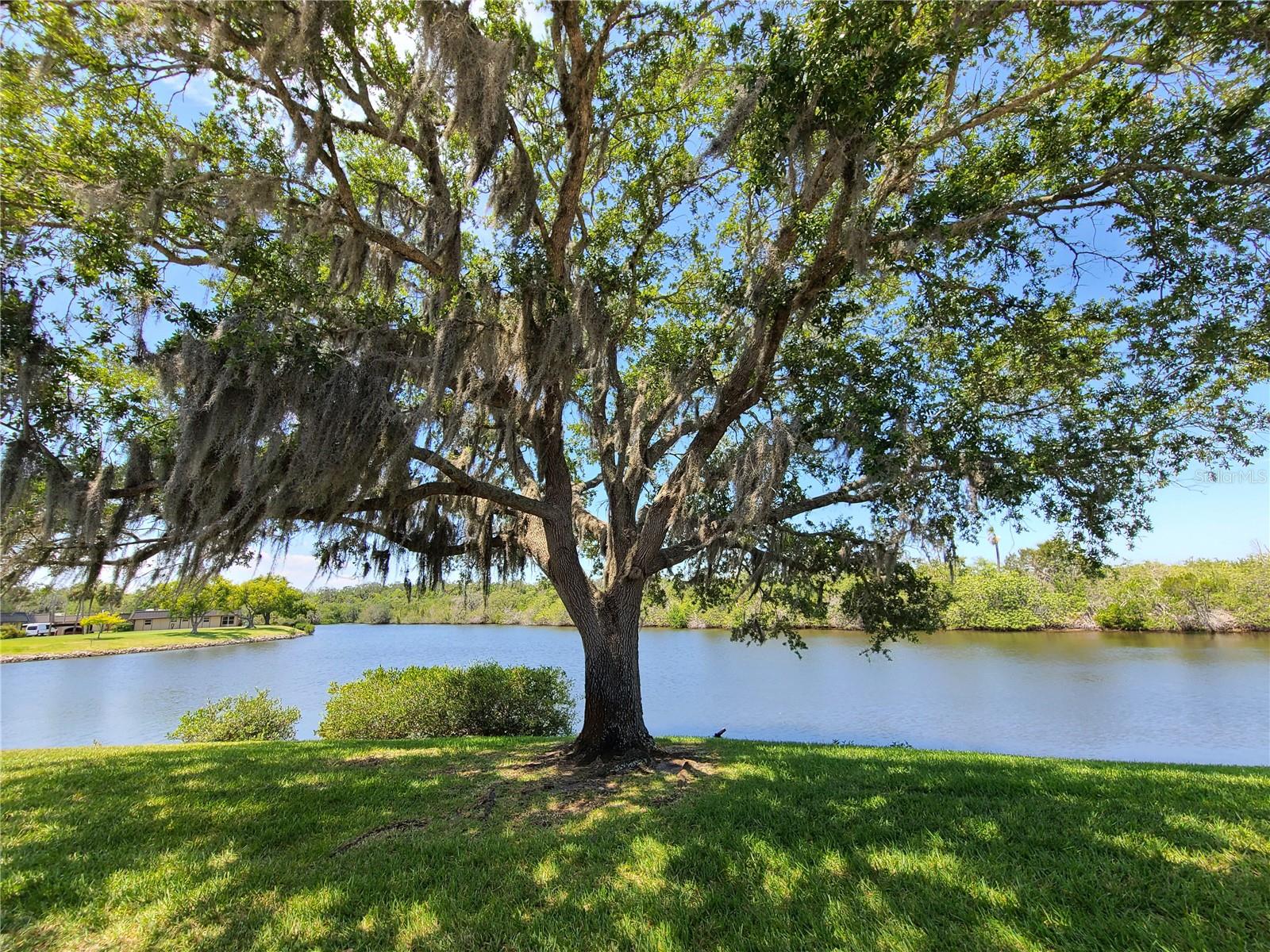 View from the back patio.