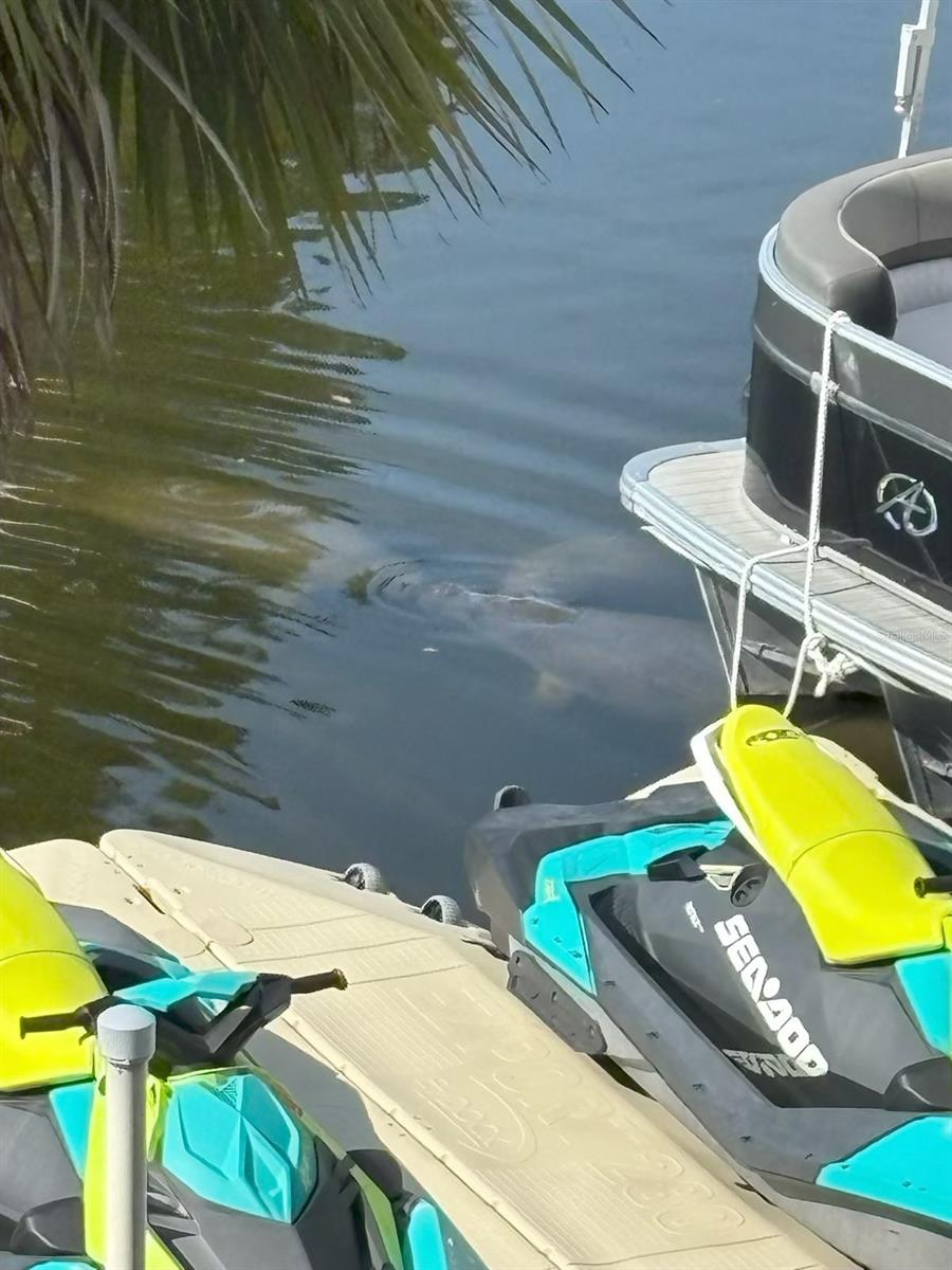Manatees off your dock