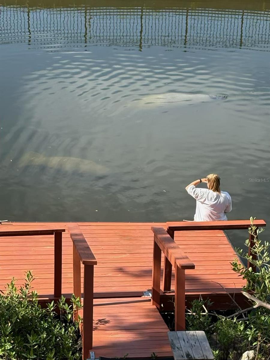 Manatees and porpoises off your dock