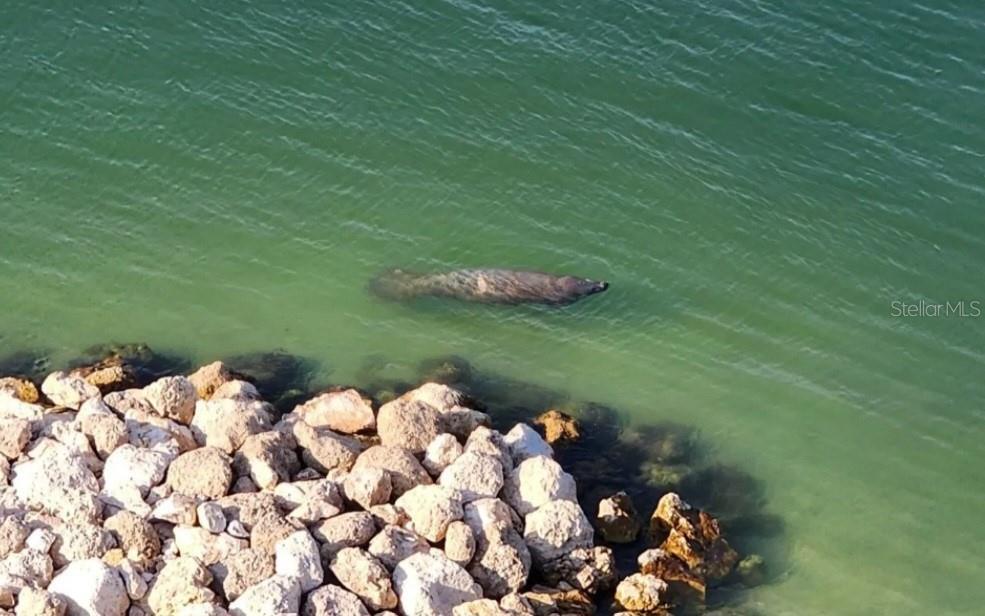many dolphin & fairly frequent manatee sightings