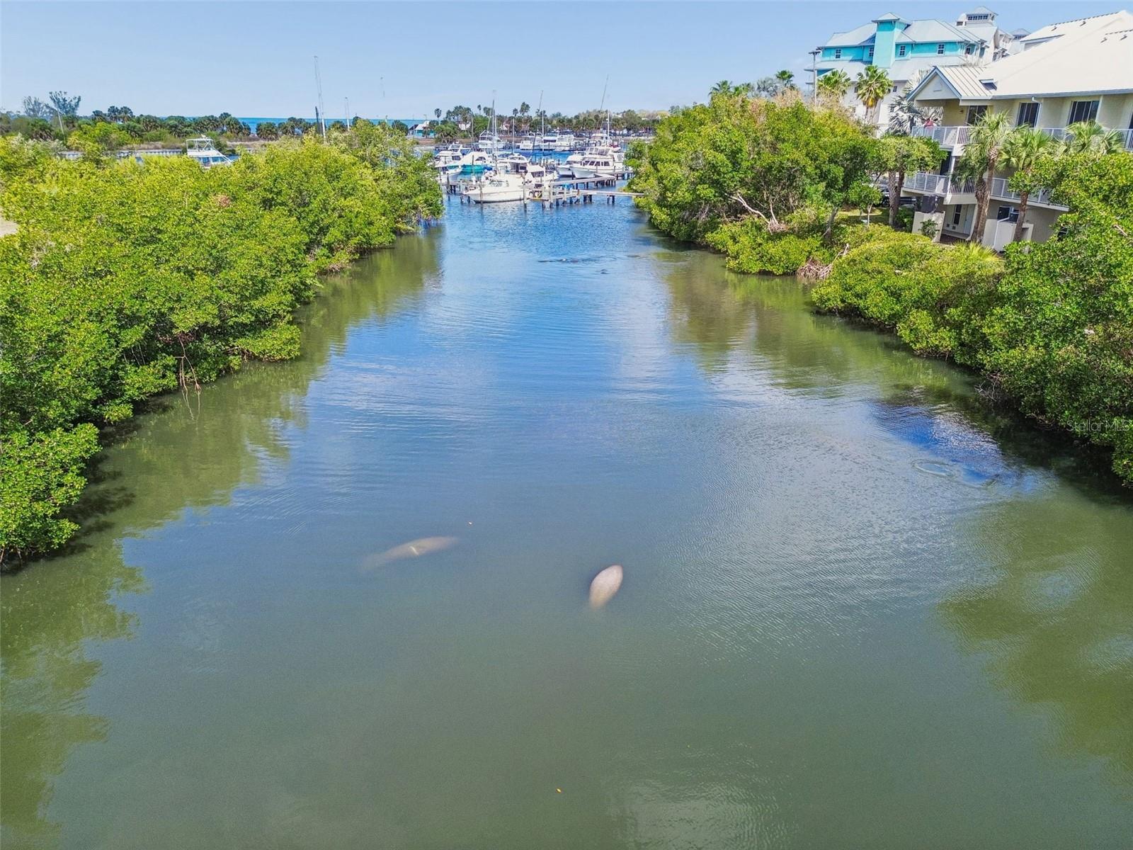 Manatees in canal behind the home