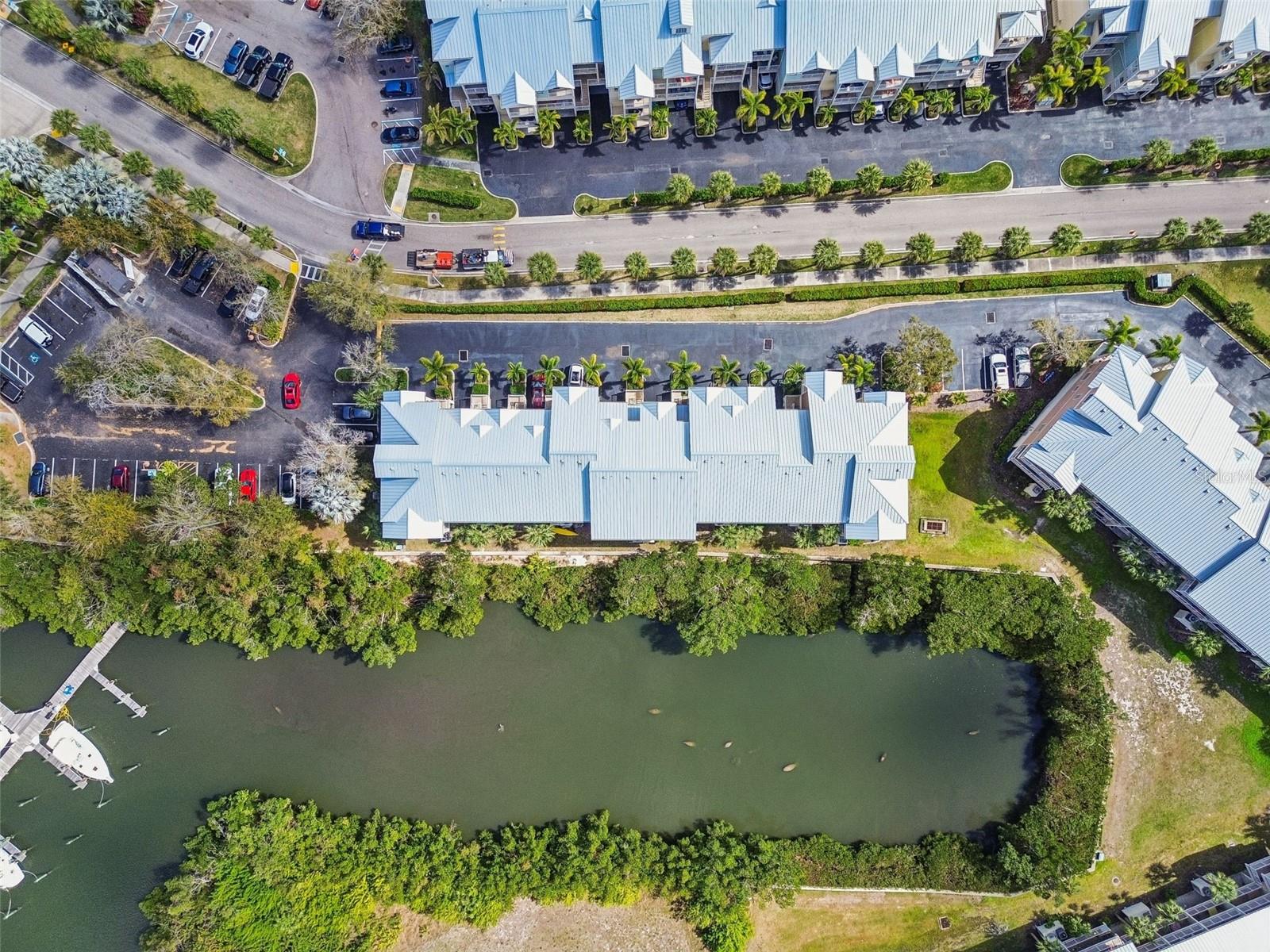 manatees in the canal