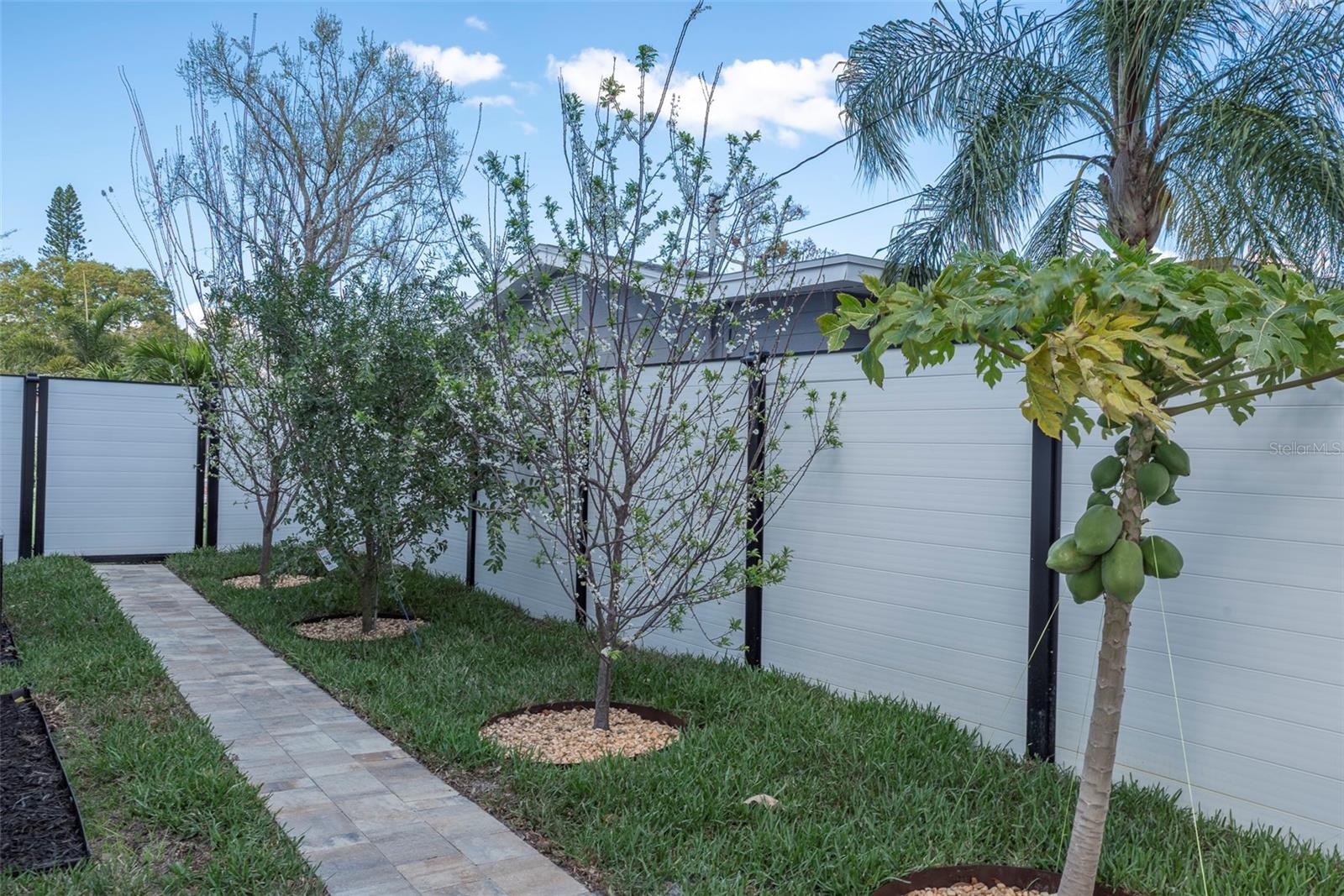 Fruit Trees - Grapefruit, Plum, Cherry, Papaya, and Lychee