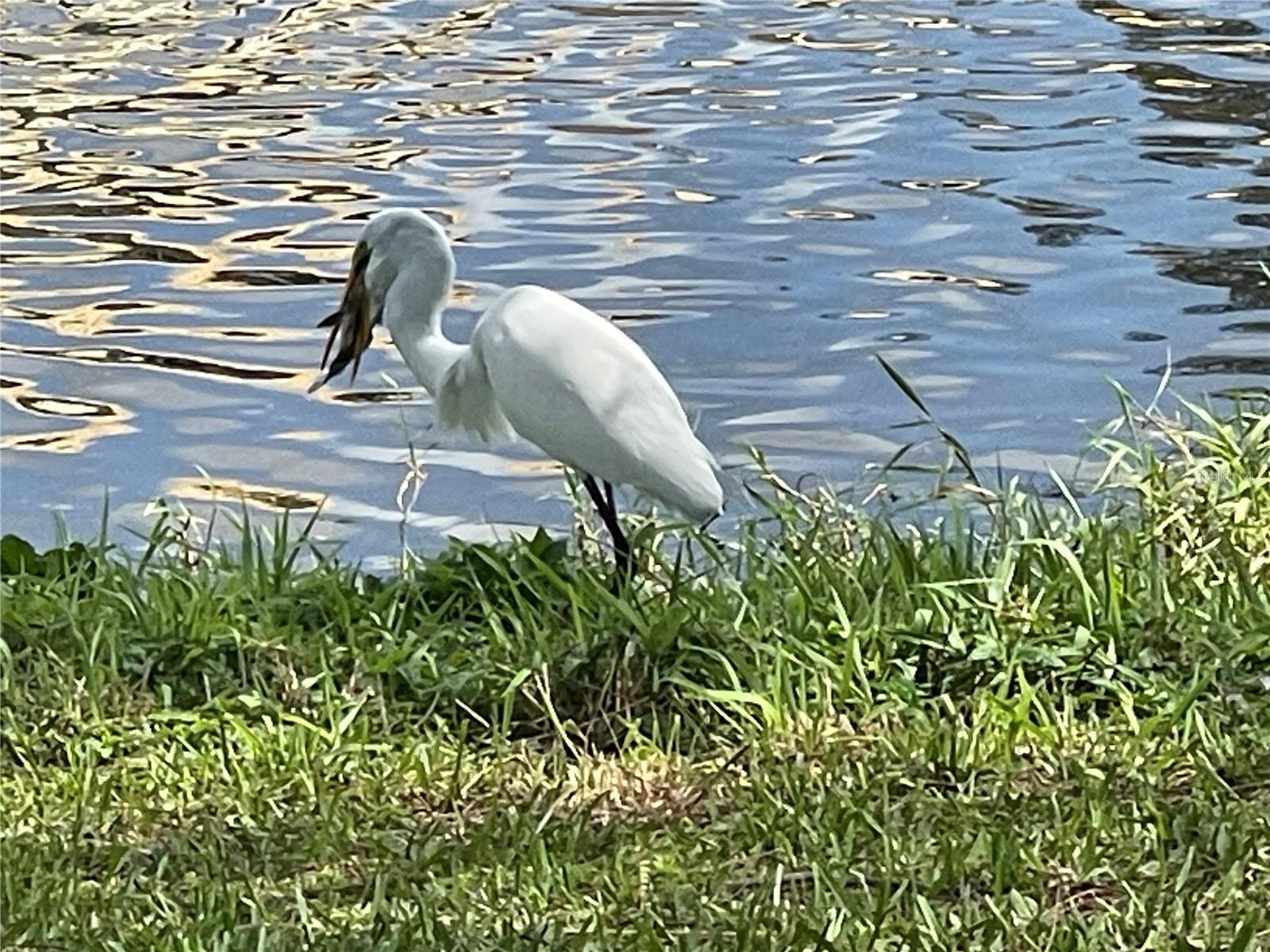 See the fisherman on the lake