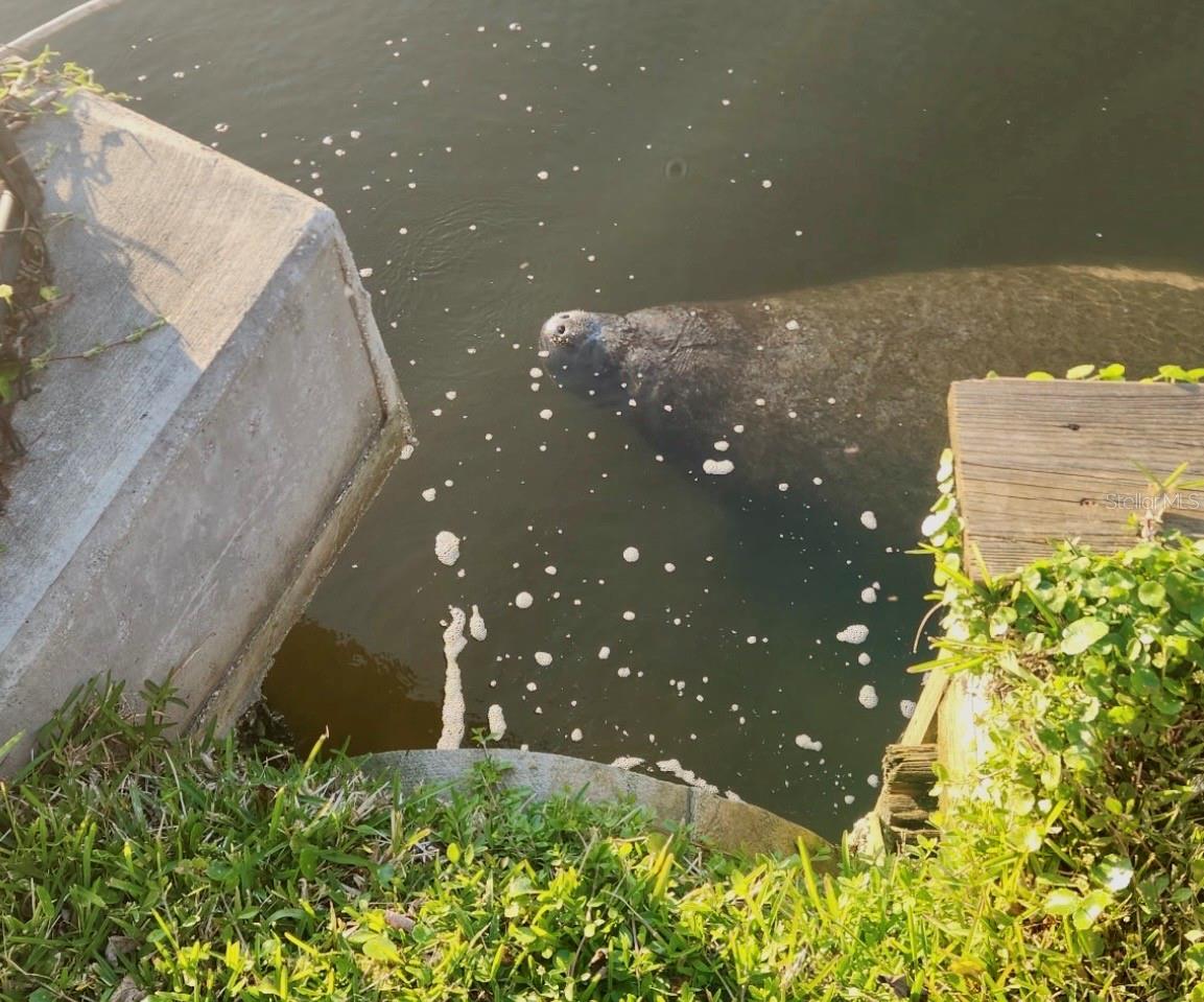 Manatee that came to visit