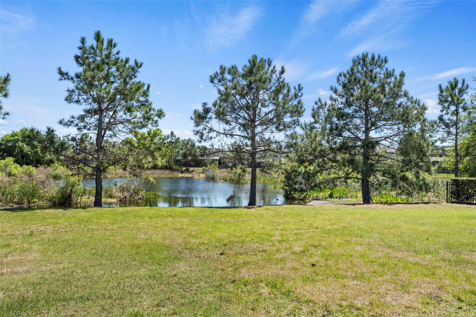 Pond views from each room