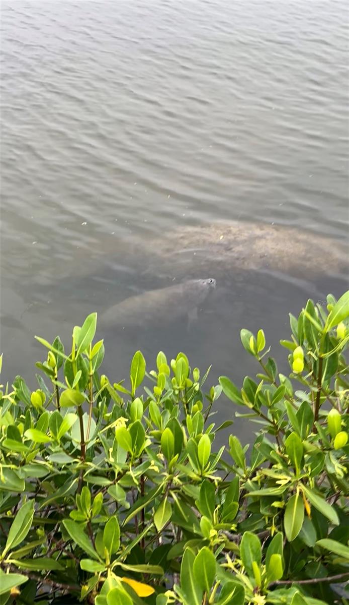 MANATEES!