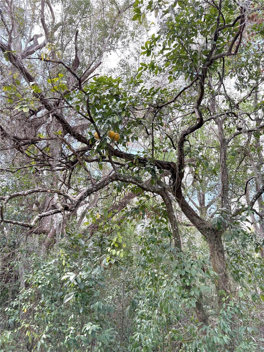 Grapefruit Tree
