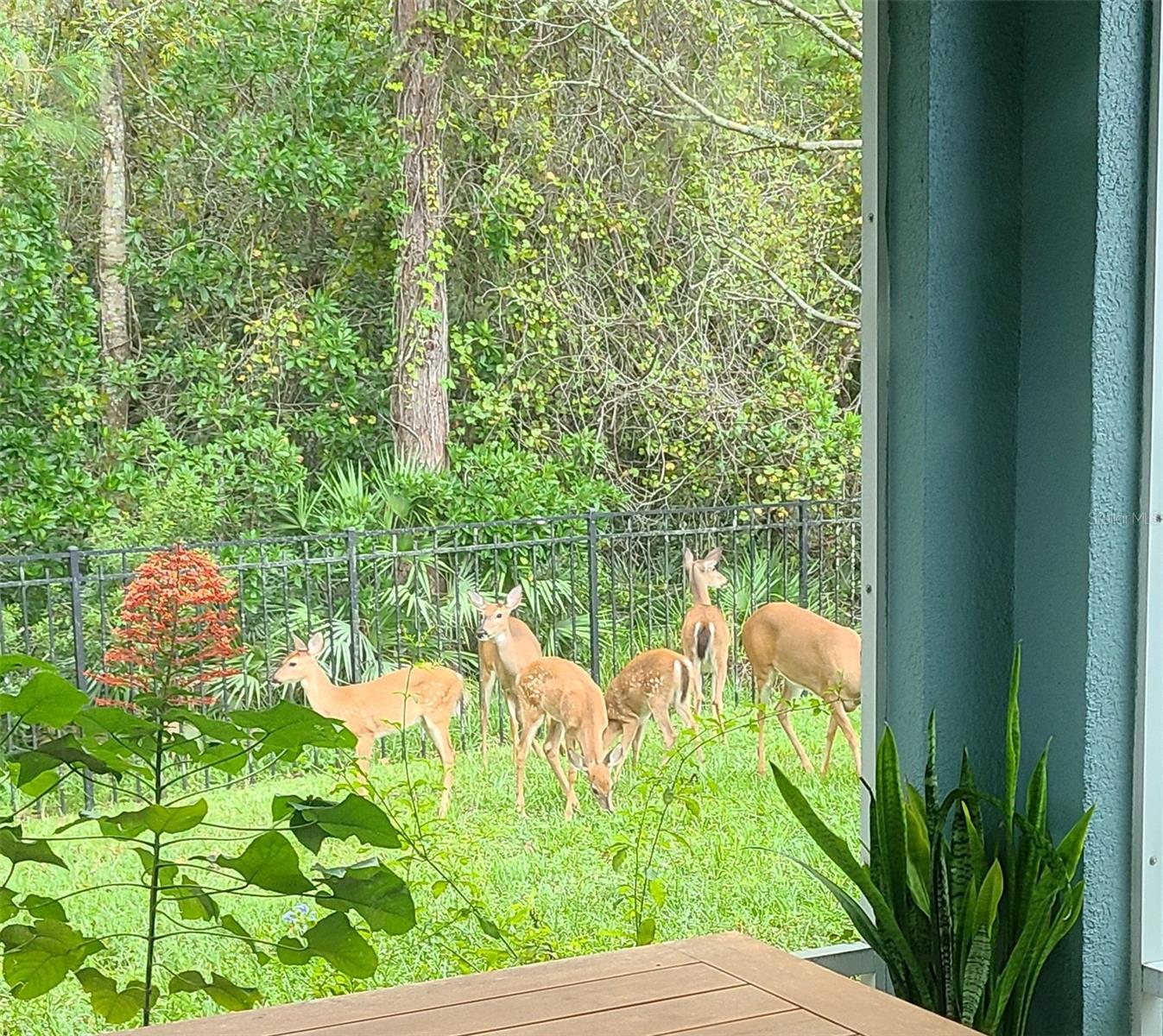 Deer in backyard