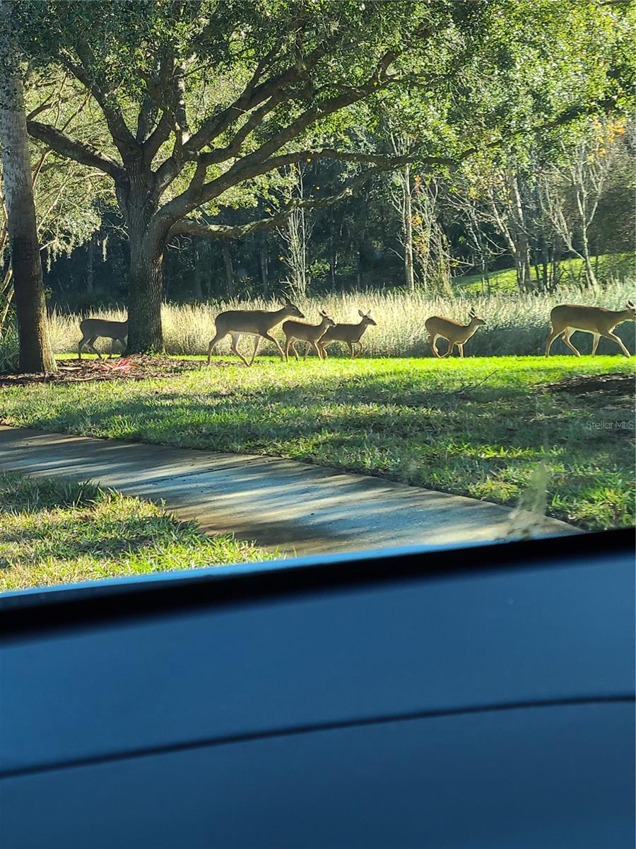 Deer in your backyard