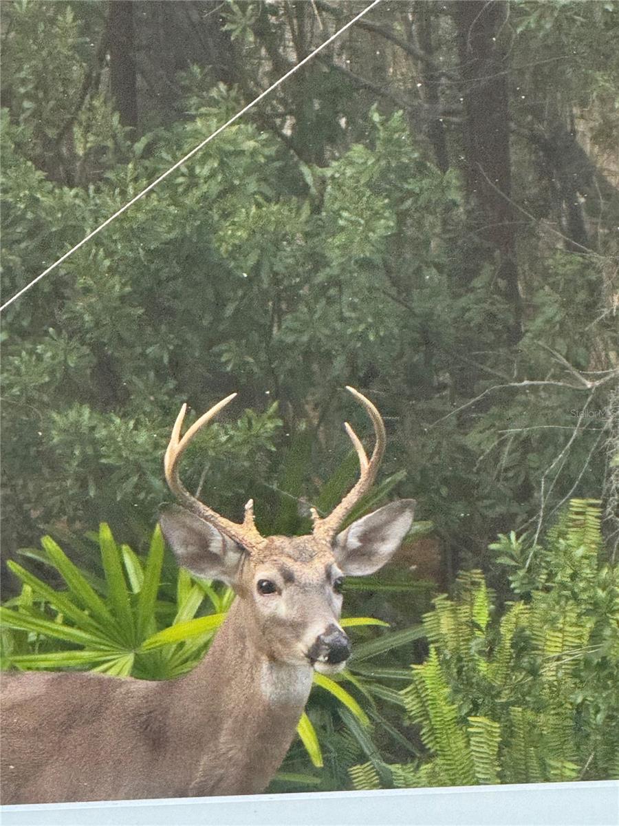 Majestic Buck Seen from Private Lanai