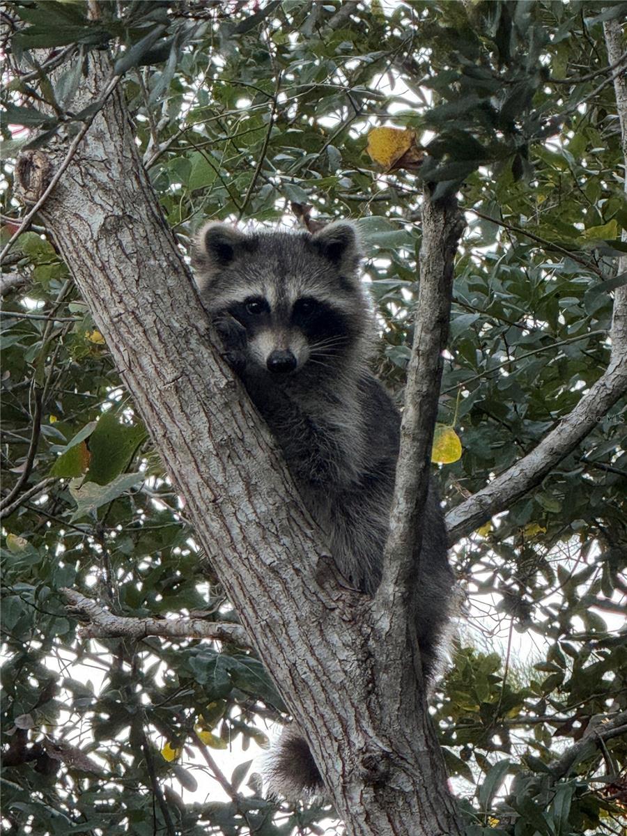 Raccoon Spotted from Private Lanai Overlooking Conservation
