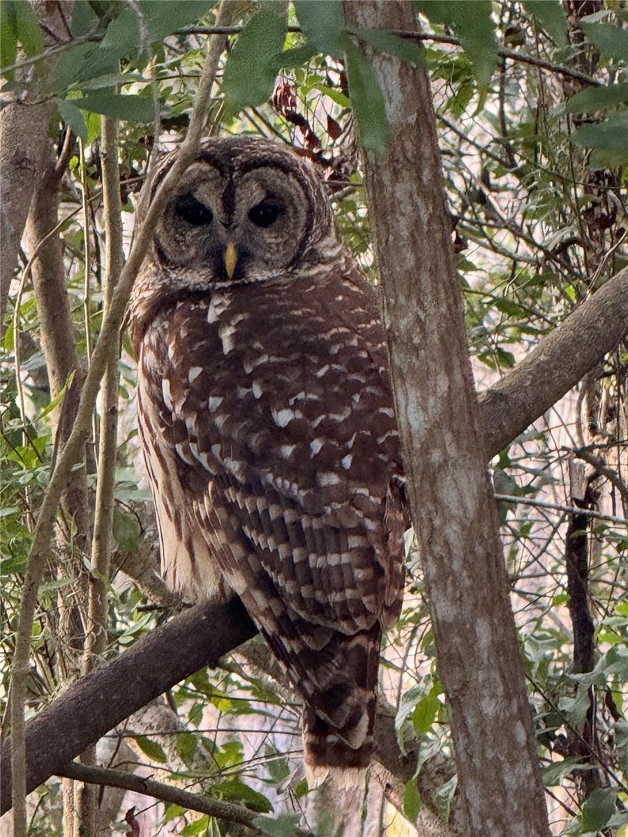 Owl Perched Near Conservation Area - Seen From Private Lanai