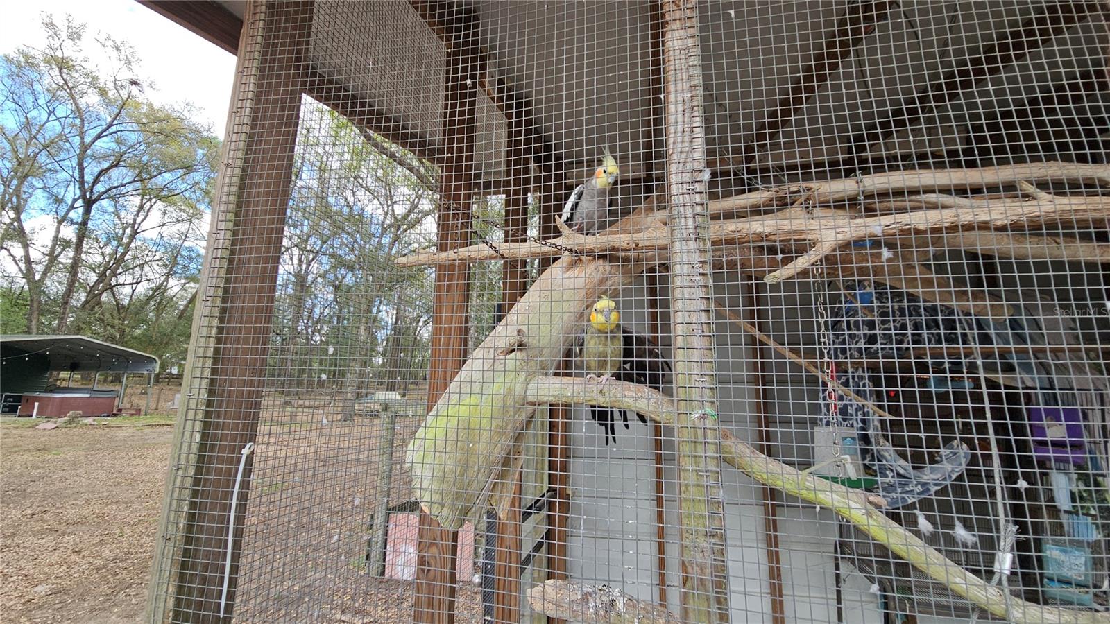 Beautiful Birds in their custom built bird cage