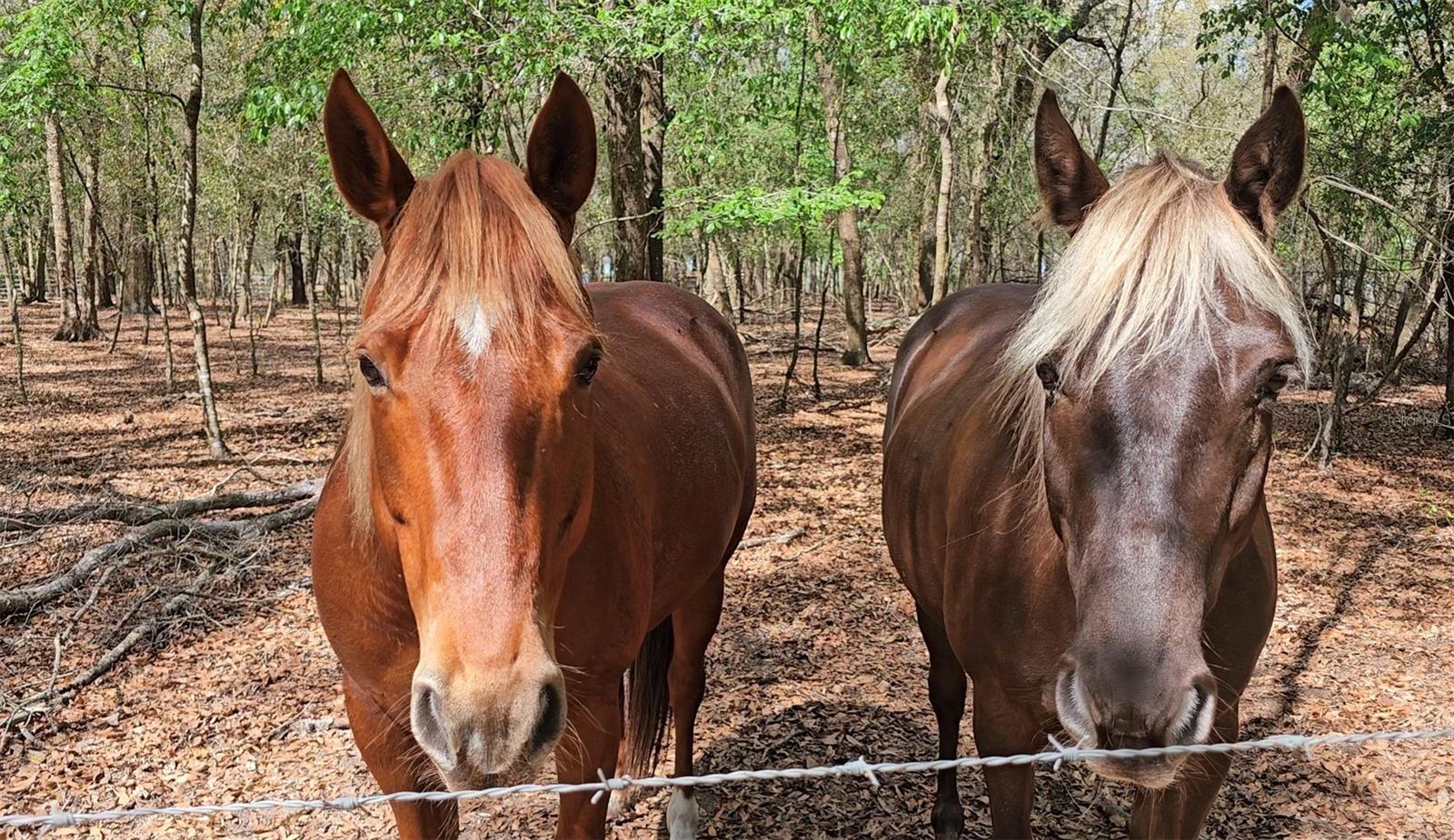 Horses at Trilby Trails Equestrian Community