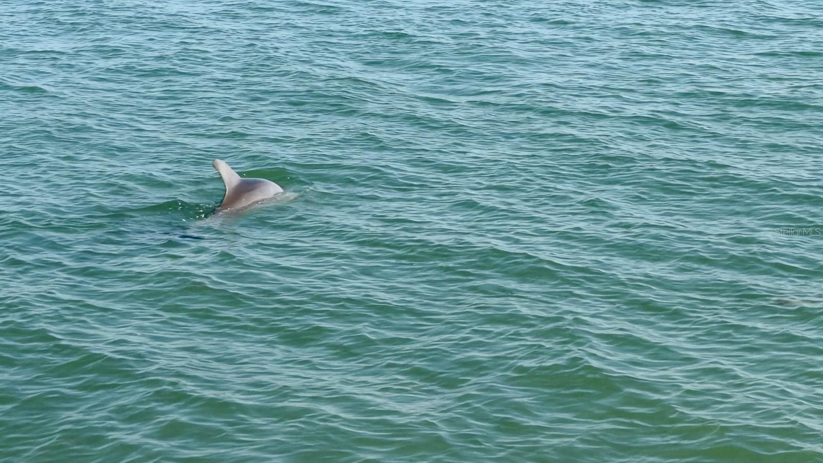 Wildlife and Sealife abound throughout the community