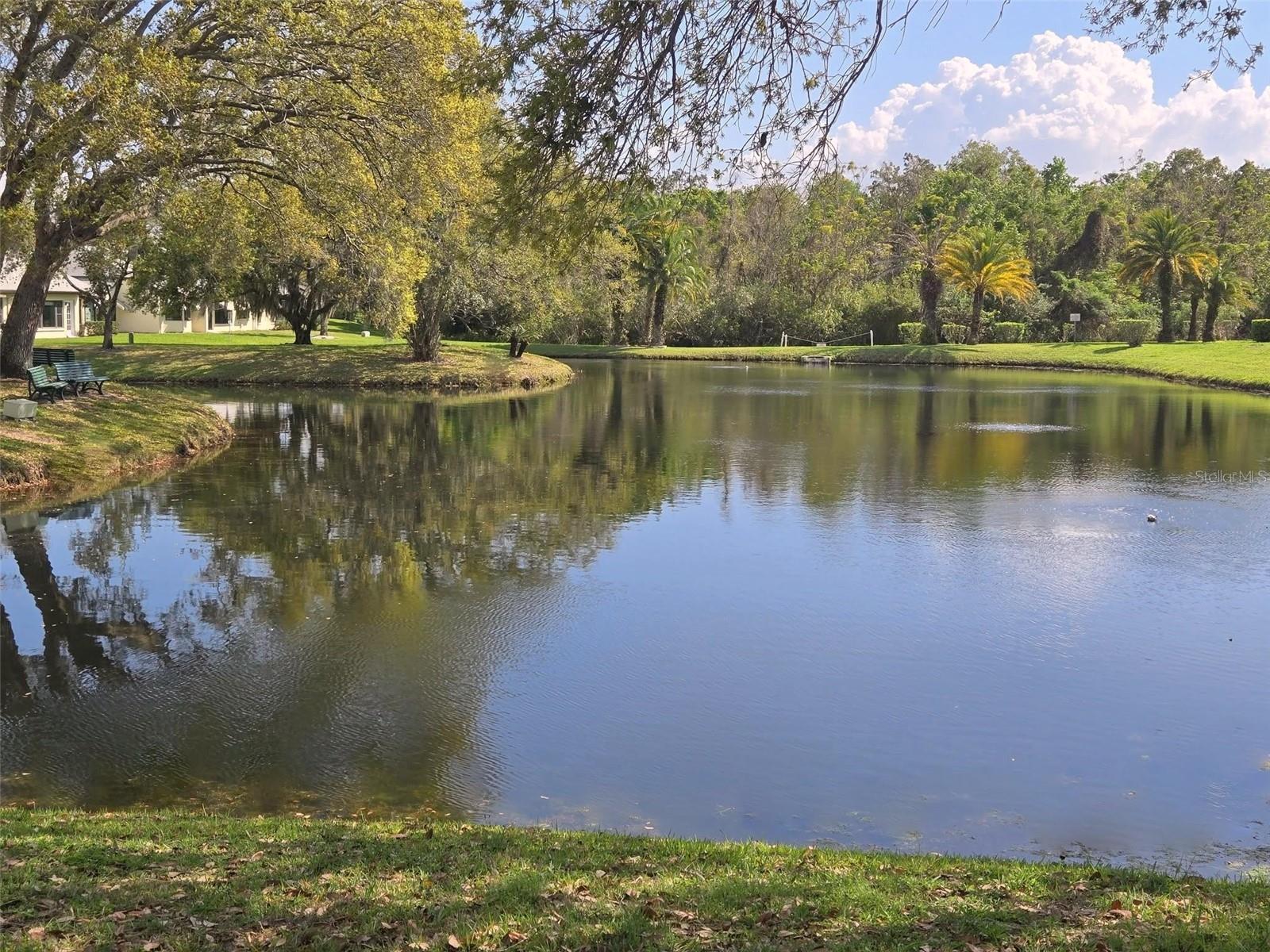 Conservation land on the far side of the large scenic pond~